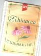 2 Echinacea